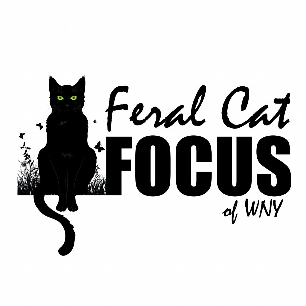 Feral Cat Focus